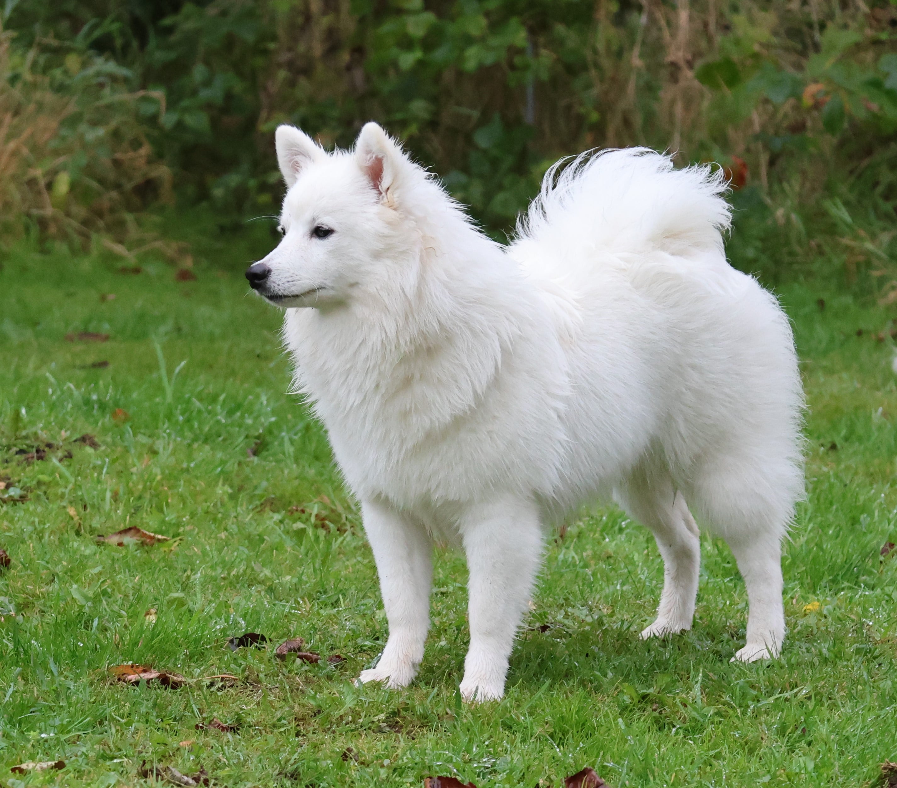 Kissofdiamond Amazing Aurora Boralis (female)