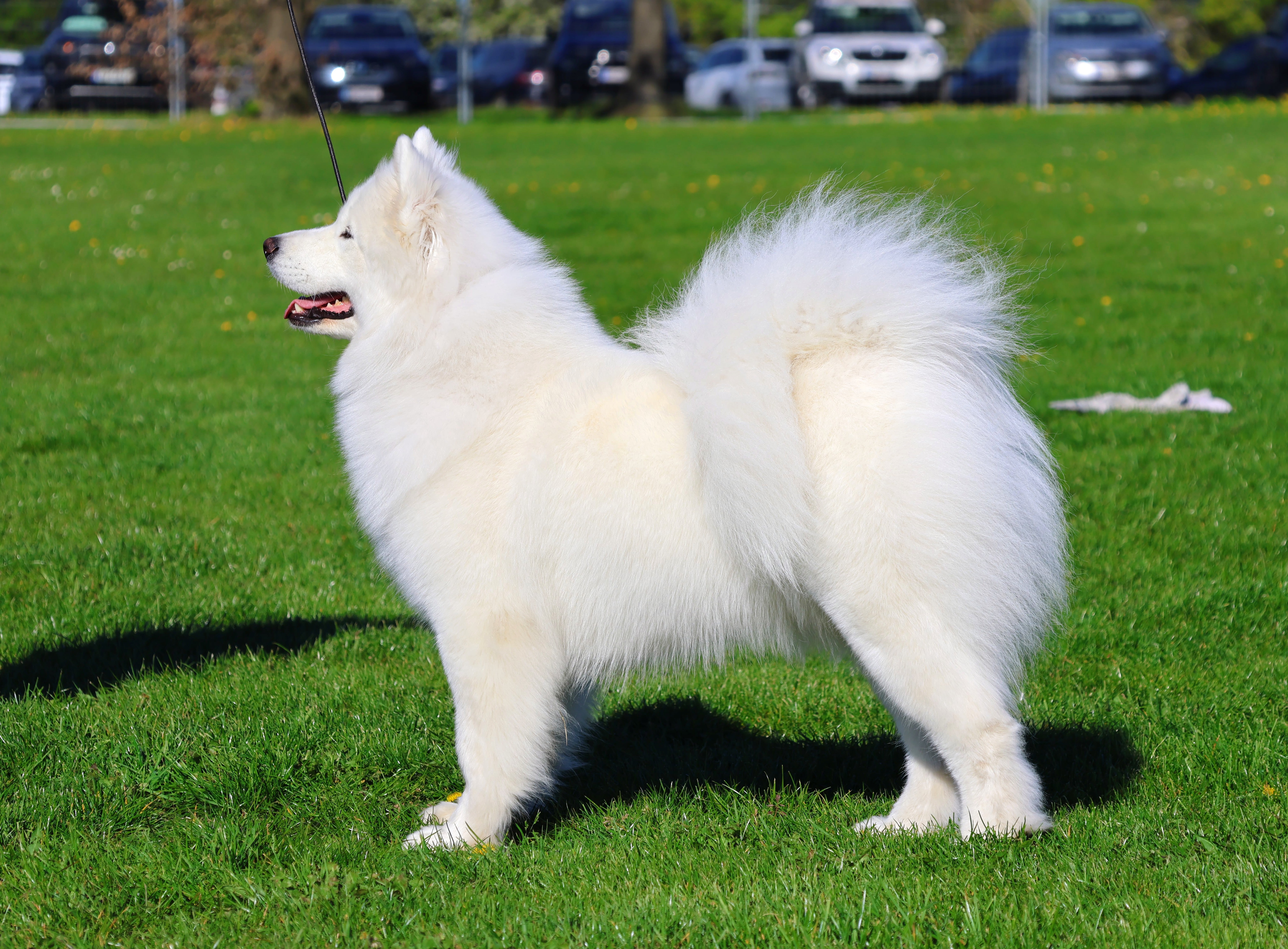Sjaunja´s Candy-Floss. Born20.03.2024