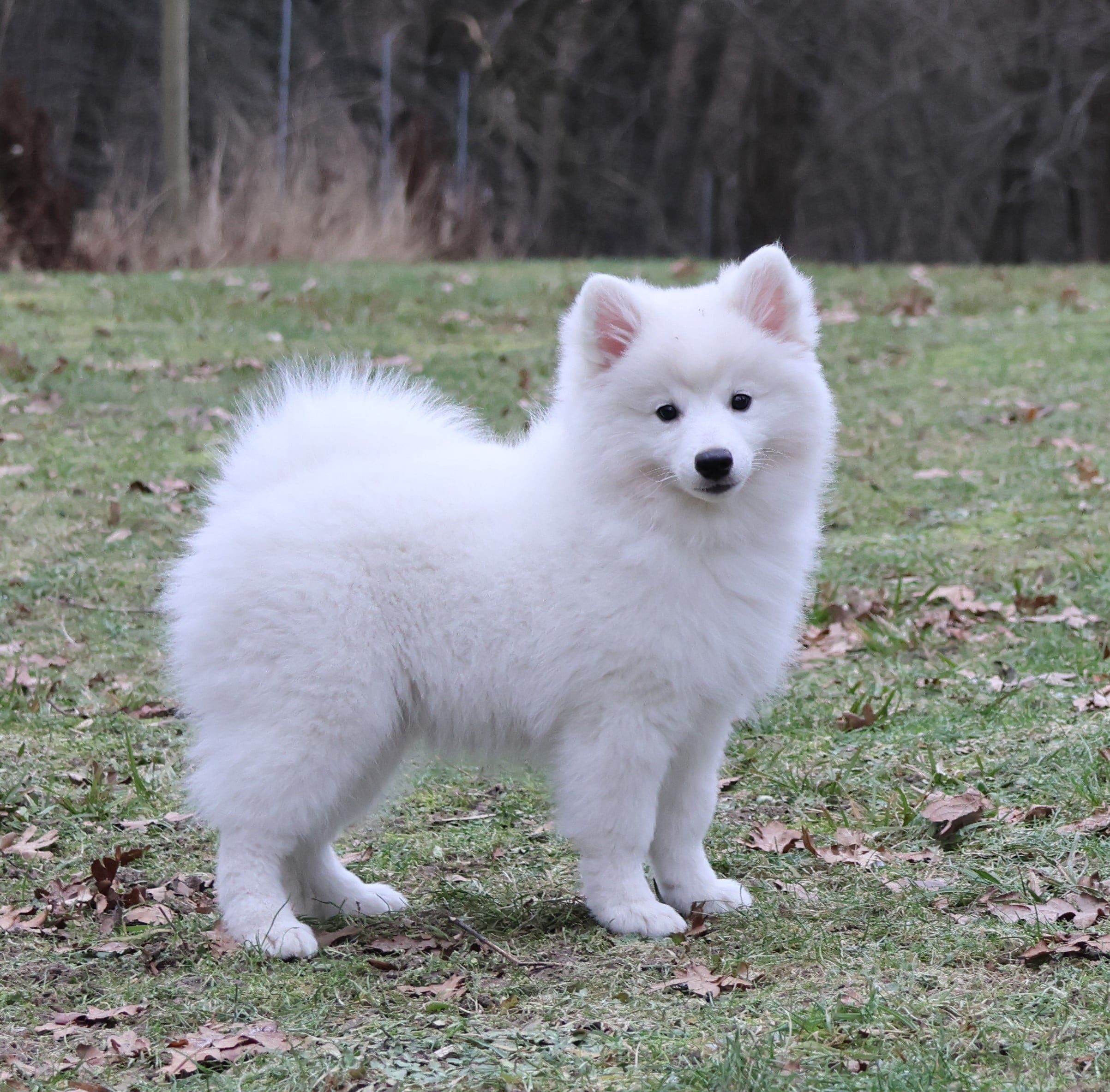Snefrid Lu´lie Sóliva Opal (female)
Born 30.10.25