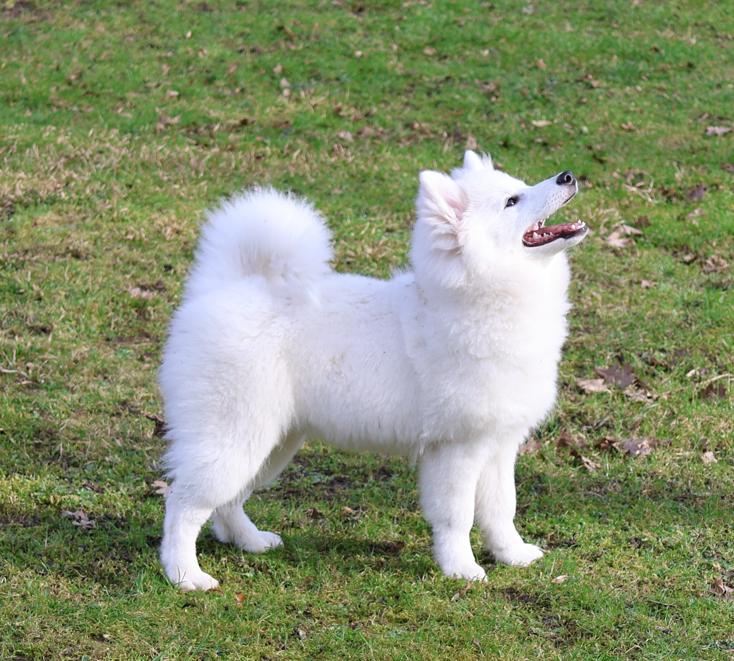 Snefrid Lu´lie Soliva Opal (female)
Born: 30.10.2025